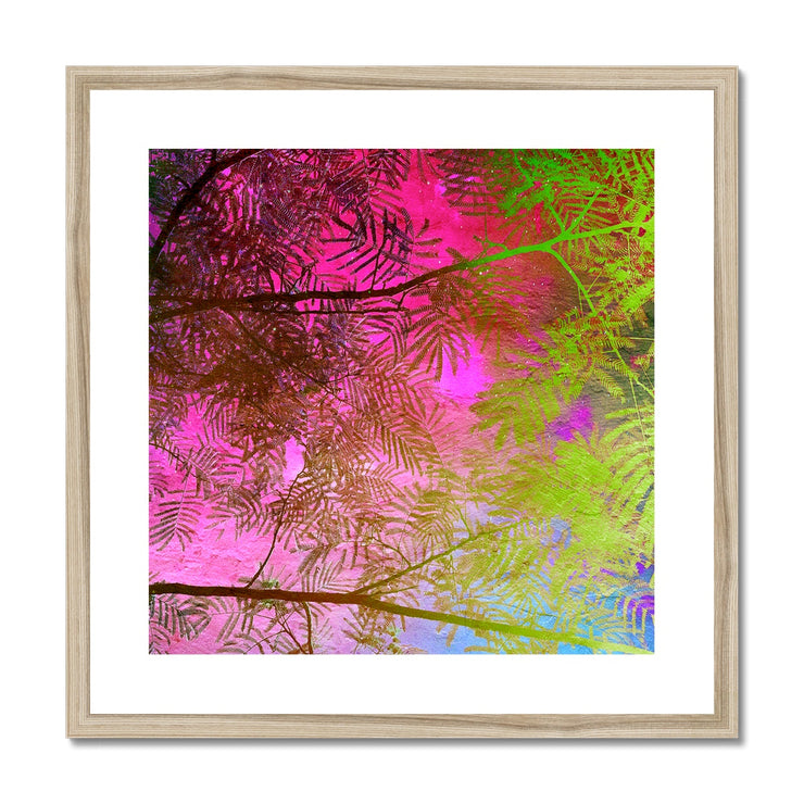 Albizia Tree A10 Framed & Mounted Print