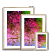 Albizia Tree A10 Framed & Mounted Print