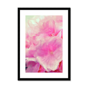 Hydrangea C2 Framed & Mounted Print