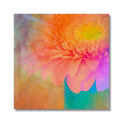 Gerbera B2 Canvas