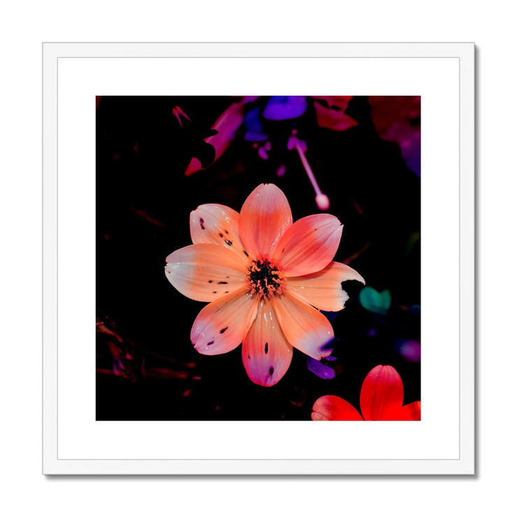 Garden Flower A1 Framed & Mounted Print