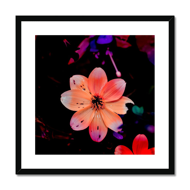 Garden Flower A1 Framed & Mounted Print