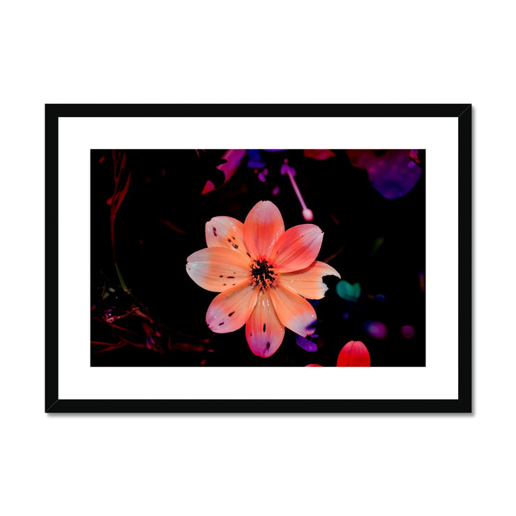 Garden Flower A1 Framed & Mounted Print