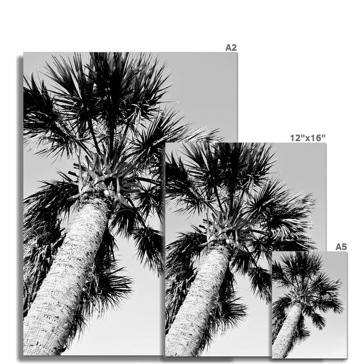 Palm Tree E2 Hahnemühle Photo Rag Print