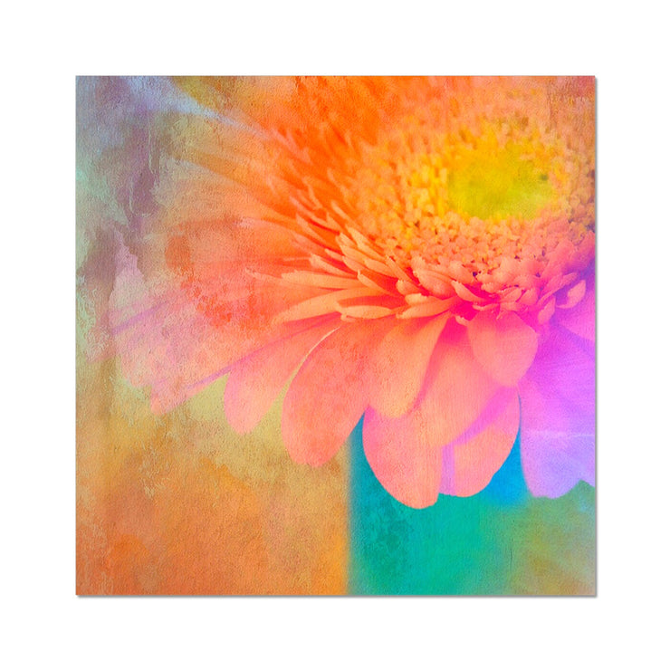 Gerbera B2 Hahnemühle Photo Rag Print