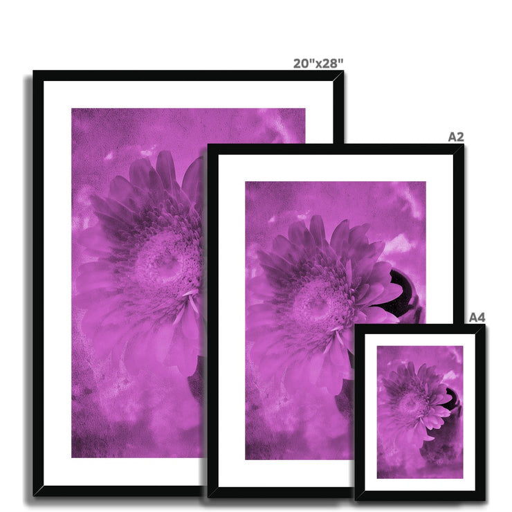 Gerbera A4 Framed & Mounted Print