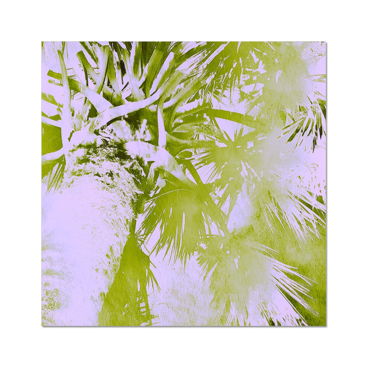 Palm Tree B2 Hahnemühle Photo Rag Print