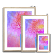 Gerbera B1 Framed & Mounted Print