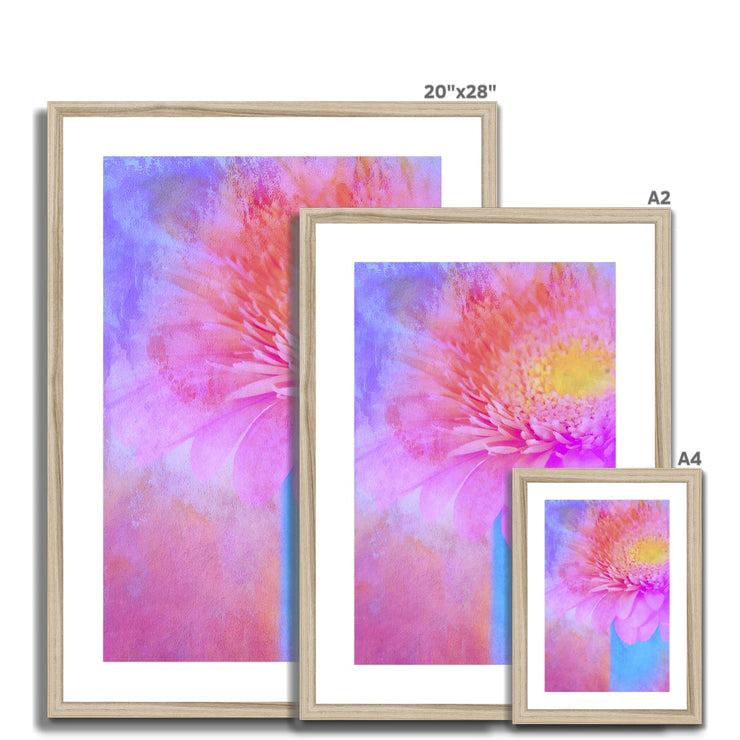 Gerbera B1 Framed & Mounted Print