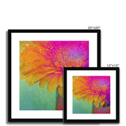 Gerbera B3 Framed & Mounted Print