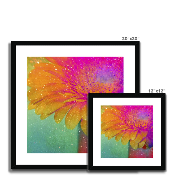 Gerbera B3 Framed & Mounted Print