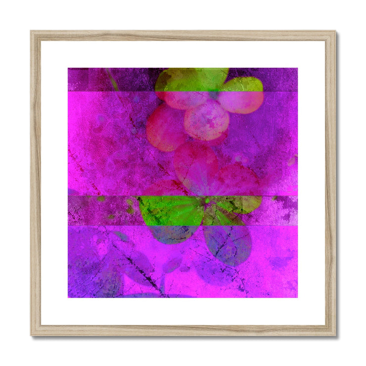 Hydrangea D1 Framed & Mounted Print