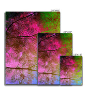 Albizia Tree A10 Canvas