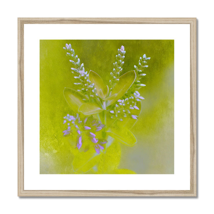 Lilac A5 Framed & Mounted Print