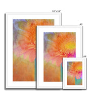 Gerbera B2 Framed & Mounted Print