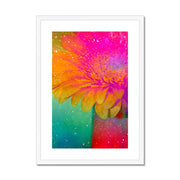 Gerbera B3 Framed & Mounted Print