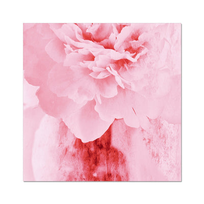 Peony G4 Hahnemühle Photo Rag Print