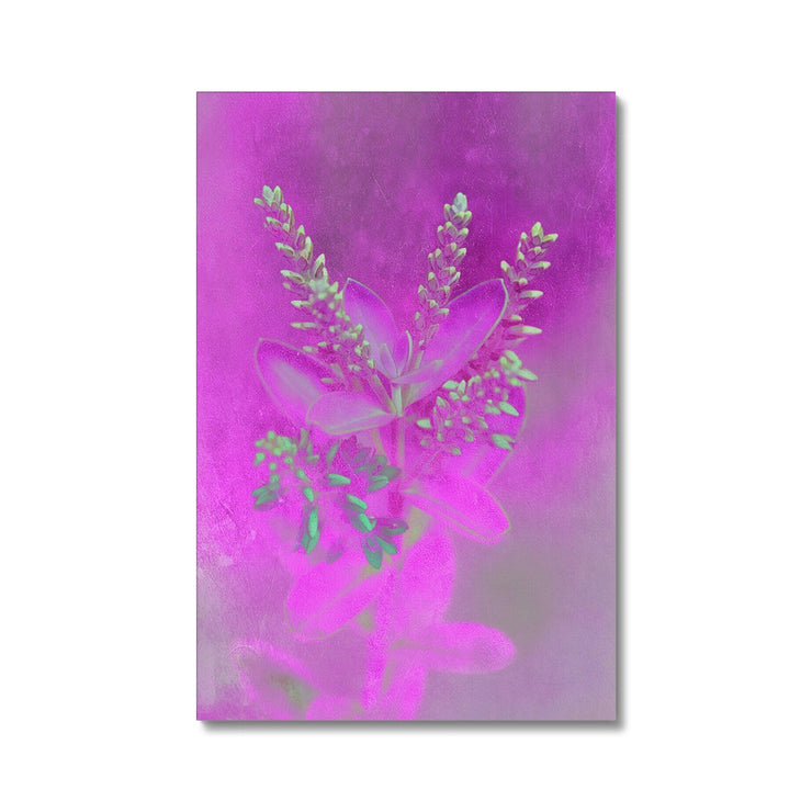 Lilac A2 Canvas