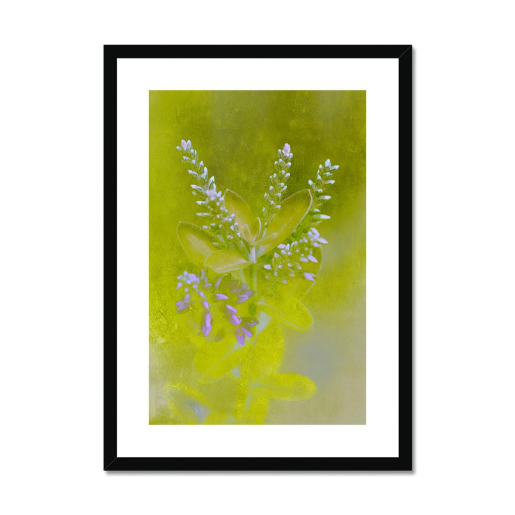 Lilac A5 Framed & Mounted Print