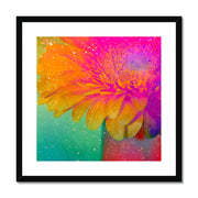 Gerbera B3 Framed & Mounted Print